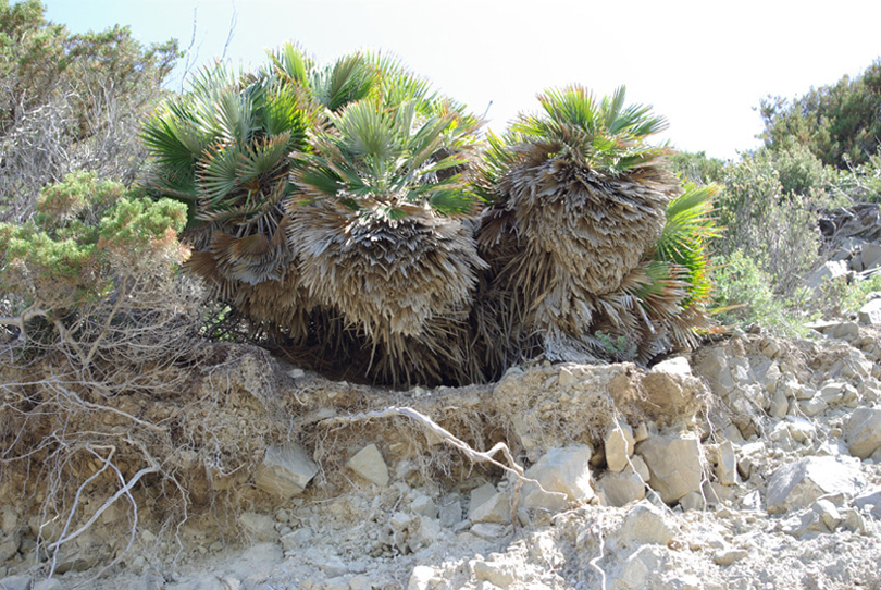 Chamaerops humilis: una nuova stazione